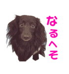 conamon's 6（個別スタンプ：32）