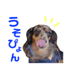 conamon's 6（個別スタンプ：33）