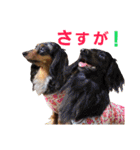conamon's 6（個別スタンプ：39）