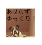 ブルドッグのコスモくん3（個別スタンプ：7）