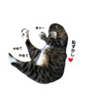はっちゃん家の猫達（個別スタンプ：3）
