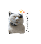 はっちゃん家の猫達（個別スタンプ：6）