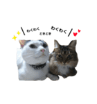 はっちゃん家の猫達（個別スタンプ：7）