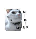 はっちゃん家の猫達（個別スタンプ：8）