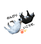 はっちゃん家の猫達（個別スタンプ：10）