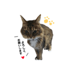 はっちゃん家の猫達（個別スタンプ：11）