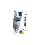 はっちゃん家の猫達（個別スタンプ：12）