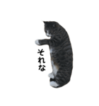 はっちゃん家の猫達（個別スタンプ：16）