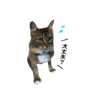 はっちゃん家の猫達（個別スタンプ：18）
