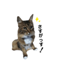はっちゃん家の猫達（個別スタンプ：22）