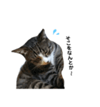 はっちゃん家の猫達（個別スタンプ：23）