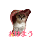 可愛い猫あめちゃん（個別スタンプ：1）
