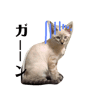 可愛い猫あめちゃん（個別スタンプ：4）