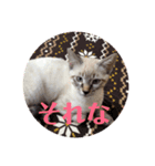 可愛い猫あめちゃん（個別スタンプ：6）