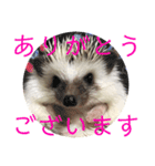 こてちまスタンプ3（個別スタンプ：2）
