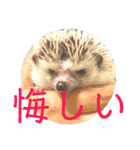 こてちまスタンプ3（個別スタンプ：11）