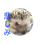 こてちまスタンプ3（個別スタンプ：12）