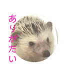 こてちまスタンプ3（個別スタンプ：21）