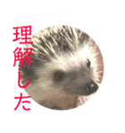 こてちまスタンプ3（個別スタンプ：23）