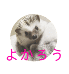 こてちまスタンプ3（個別スタンプ：25）