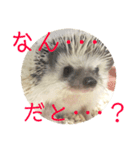 こてちまスタンプ3（個別スタンプ：29）