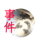 こてちまスタンプ3（個別スタンプ：30）