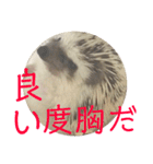 こてちまスタンプ3（個別スタンプ：37）