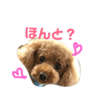 トイプーの可愛い毎日（個別スタンプ：2）