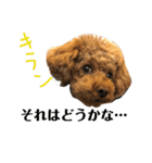 トイプーの可愛い毎日（個別スタンプ：6）