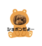 トイプーの可愛い毎日（個別スタンプ：10）