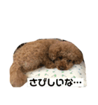 トイプーの可愛い毎日（個別スタンプ：12）