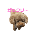 トイプーの可愛い毎日（個別スタンプ：14）