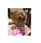 トイプーの可愛い毎日（個別スタンプ：15）