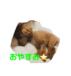 トイプーの可愛い毎日（個別スタンプ：16）