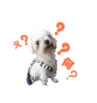 うちの子2my sweet dogs2（個別スタンプ：1）