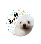 うちの子2my sweet dogs2（個別スタンプ：2）