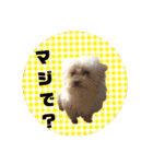 うちの子2my sweet dogs2（個別スタンプ：3）