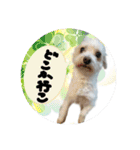 うちの子2my sweet dogs2（個別スタンプ：4）