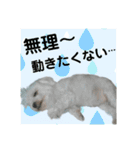 うちの子2my sweet dogs2（個別スタンプ：5）