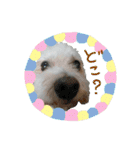 うちの子2my sweet dogs2（個別スタンプ：6）