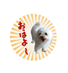 うちの子2my sweet dogs2（個別スタンプ：8）