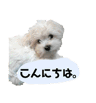 うちの子2my sweet dogs2（個別スタンプ：9）