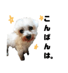うちの子2my sweet dogs2（個別スタンプ：10）