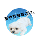 うちの子2my sweet dogs2（個別スタンプ：11）