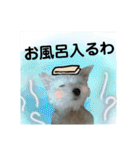 うちの子2my sweet dogs2（個別スタンプ：13）
