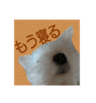 うちの子2my sweet dogs2（個別スタンプ：14）