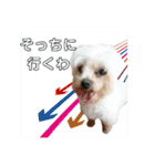 うちの子2my sweet dogs2（個別スタンプ：16）