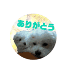うちの子2my sweet dogs2（個別スタンプ：19）