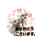 うちの子2my sweet dogs2（個別スタンプ：20）