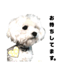 うちの子2my sweet dogs2（個別スタンプ：21）